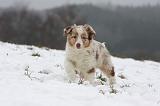 BERGER AUSTRALIEN PUPPIES 531